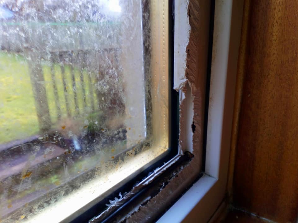 damage caused by grey squirrel trapped inside a property pest control