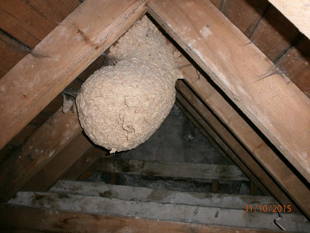 large wasps nest in an attic pest control