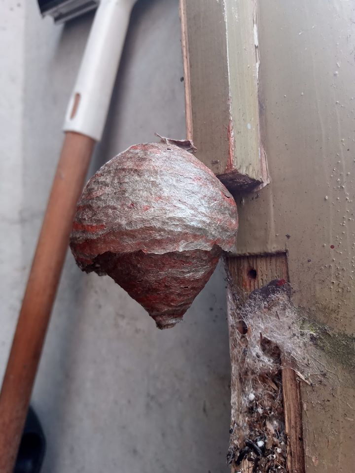 wasp control & removal in Motherwell