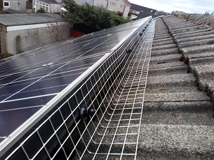 solar panel pigeon proofing