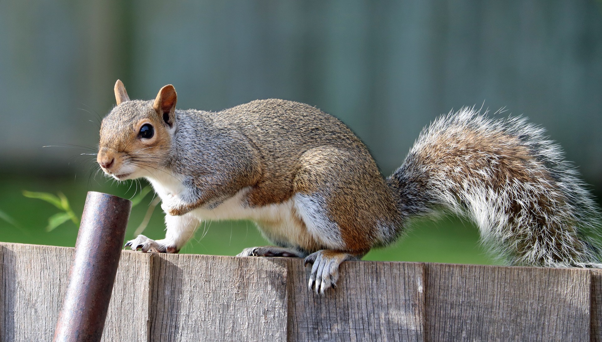 Grey squirrel control